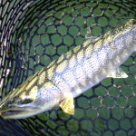 Hood Canal Sea Run Cutthroat