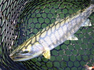 Hood Canal Sea Run Cutthroat