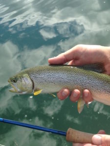 Fjord Fly Fishing Sea Run Cutthroat