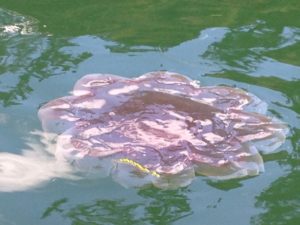 Fjord Fly Fishing - Hood Canal Jelly Fish