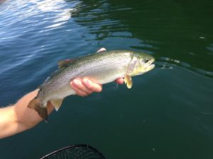 Fjord Fly Fishing - Hood Canal Sea-Run Cutthroat