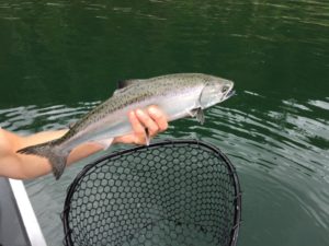 Small Chinook Salmon - Caught and Released