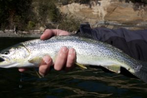 Puget Sound Sea-Run Cutthroat