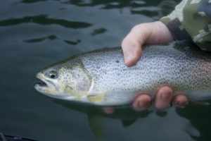 Hood Canal Cutthroat