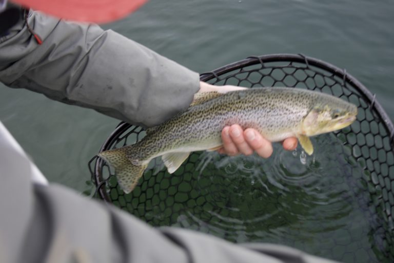 Hood Canal Summer Fly Fishing Fjord Fly Fishing