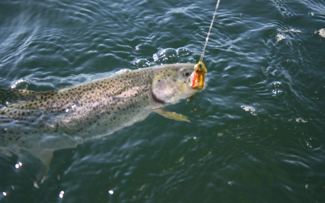 Fly Fishing the Kitsap Peninsula