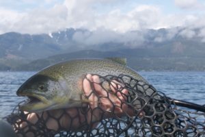 Hood Canal Sea Run Cutthroat